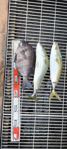 イナダの釣果