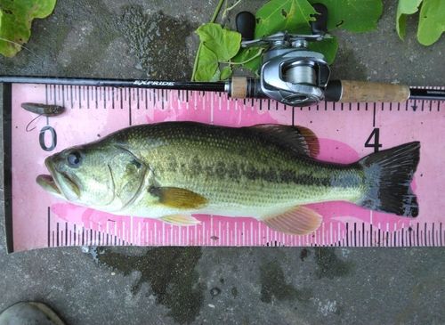 ブラックバスの釣果