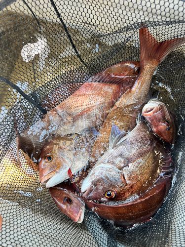 マダイの釣果