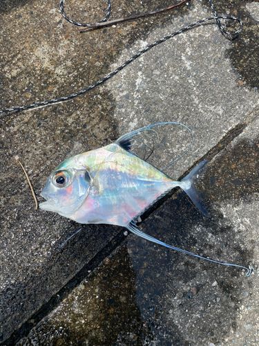 イトヒキアジの釣果