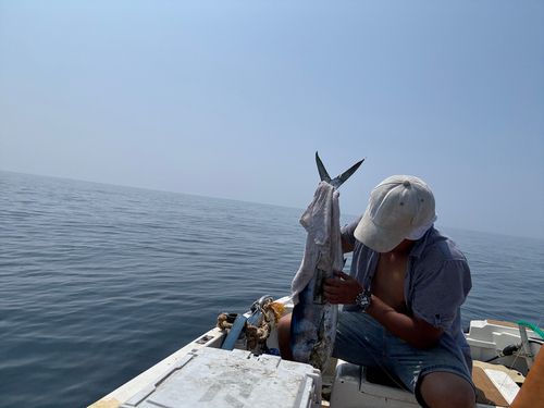 シイラの釣果