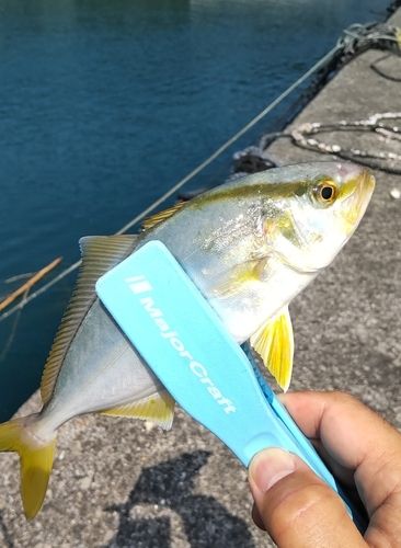 ショゴの釣果