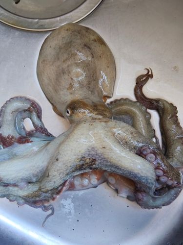 マダコの釣果