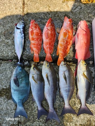 イサキの釣果