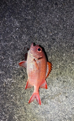 エビスダイの釣果