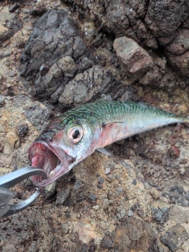サバの釣果