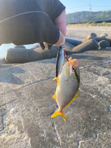 カンパチの釣果