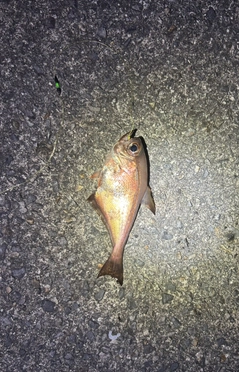 ミナミハタンポの釣果