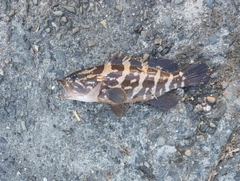 クエの釣果