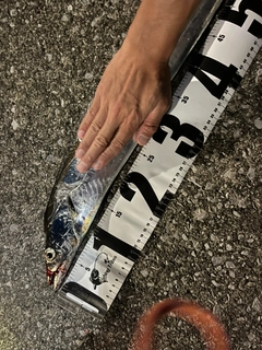 タチウオの釣果