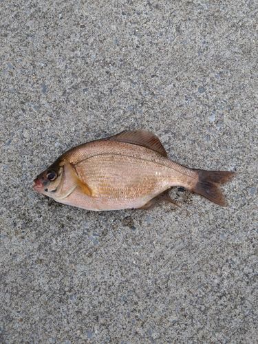 ウミタナゴの釣果