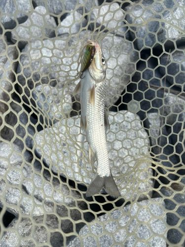ニゴイの釣果
