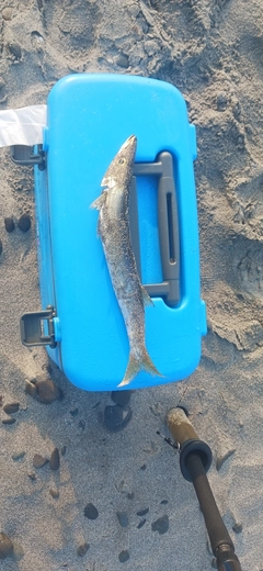 カマスの釣果
