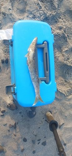 カマスの釣果