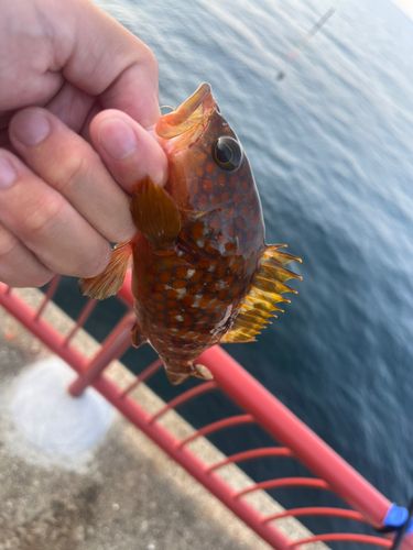 アコウの釣果