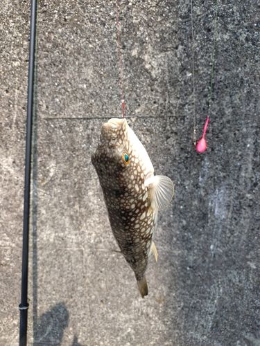 フグの釣果