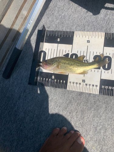 ブラックバスの釣果