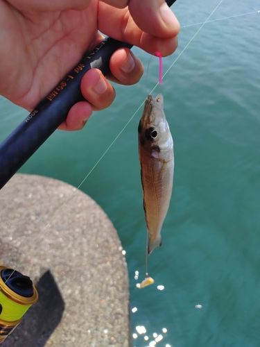 キスの釣果