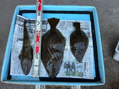 ヒラメの釣果