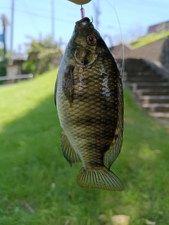 ブルーギルの釣果