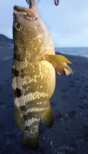 キジハタの釣果