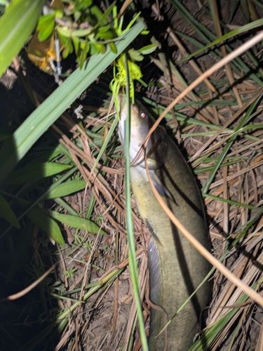 ナマズの釣果
