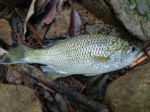オオクチユゴイの釣果