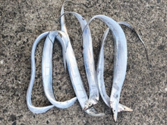 タチウオの釣果