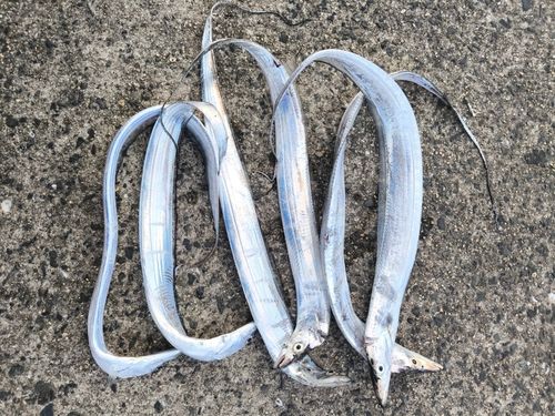 タチウオの釣果