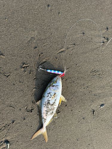 ネイリの釣果