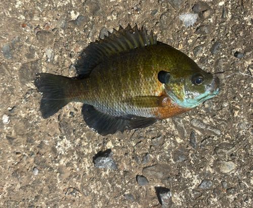 ブルーギルの釣果