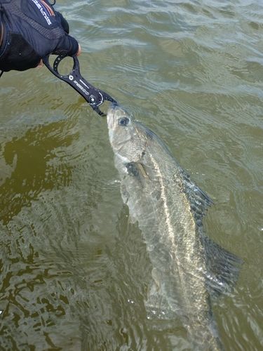 セイゴ（マルスズキ）の釣果