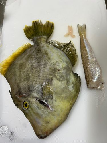 カワハギの釣果
