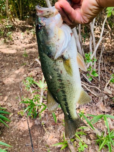 ラージマウスバスの釣果