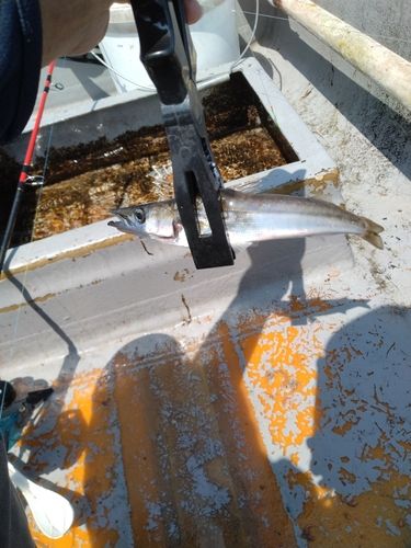 カマスの釣果