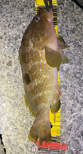 アコウの釣果