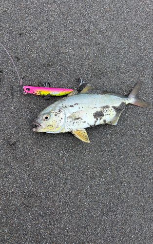ショゴの釣果
