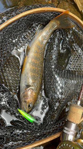 イワナの釣果