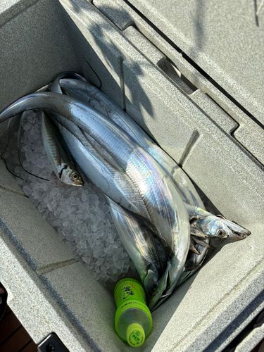 タチウオの釣果