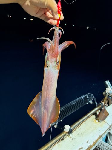 ケンサキイカの釣果