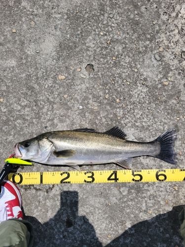スズキの釣果