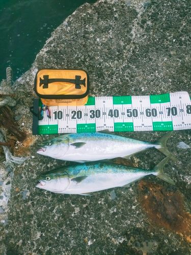ワラサの釣果