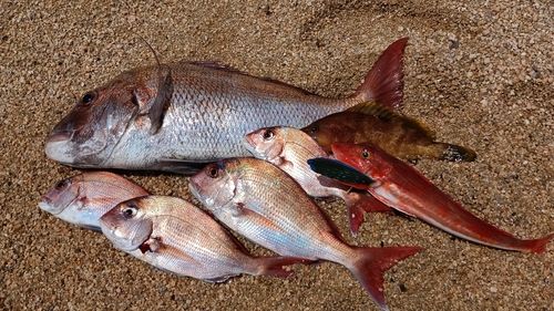 マダイの釣果