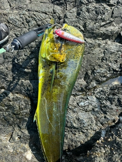 パプアントビーの釣果