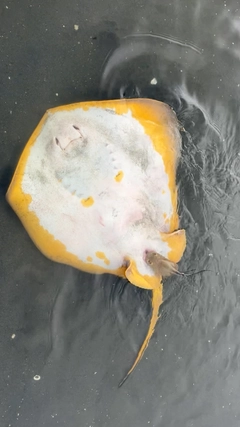 アカエイの釣果