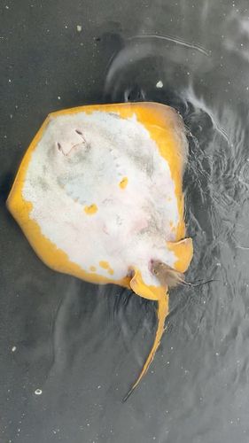 アカエイの釣果