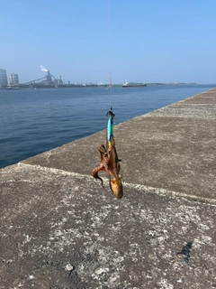 タコの釣果