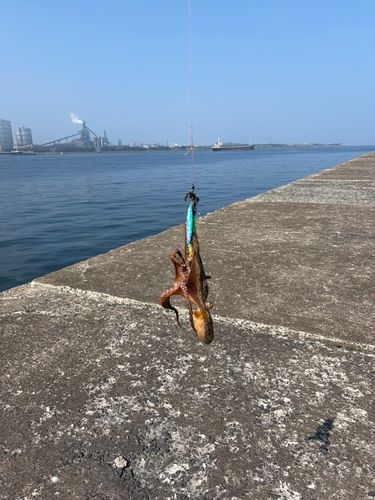 タコの釣果