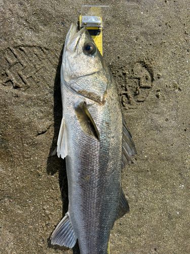 スズキの釣果