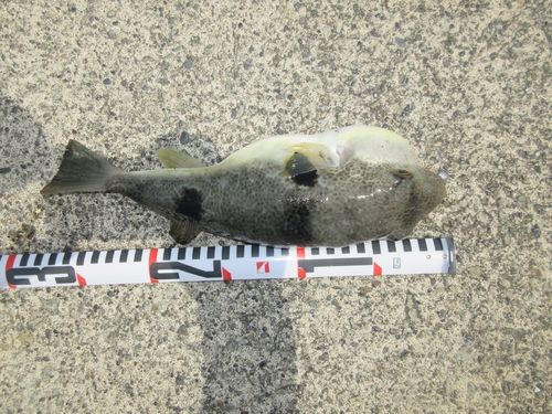 フグの釣果